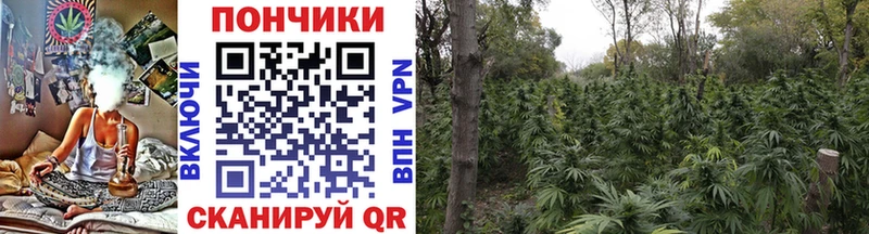 Конопля Ganja  Луга 